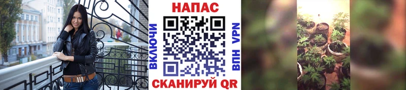 Бошки Шишки SATIVA & INDICA  Купить где  Можга 
